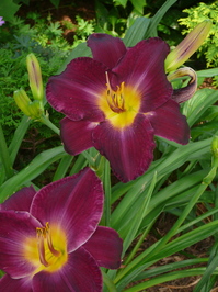 wiernik lily close up.JPG